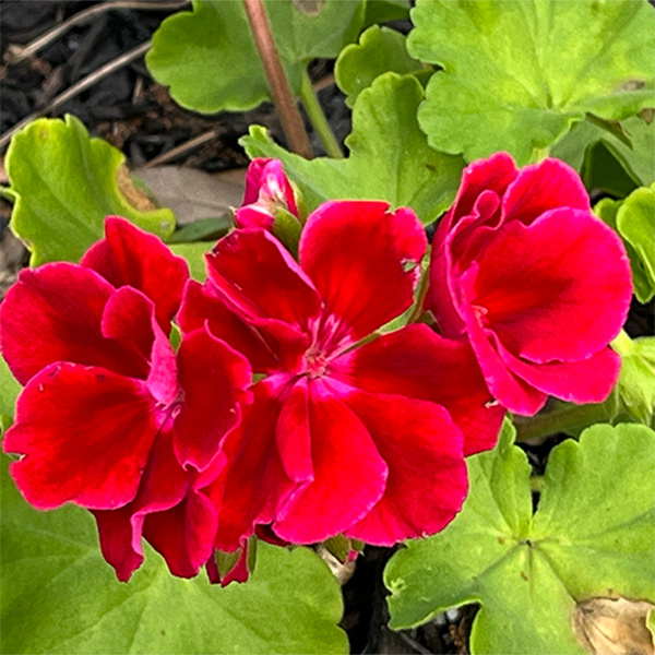 deep-pink-zonal-geranium-north-port-blooms