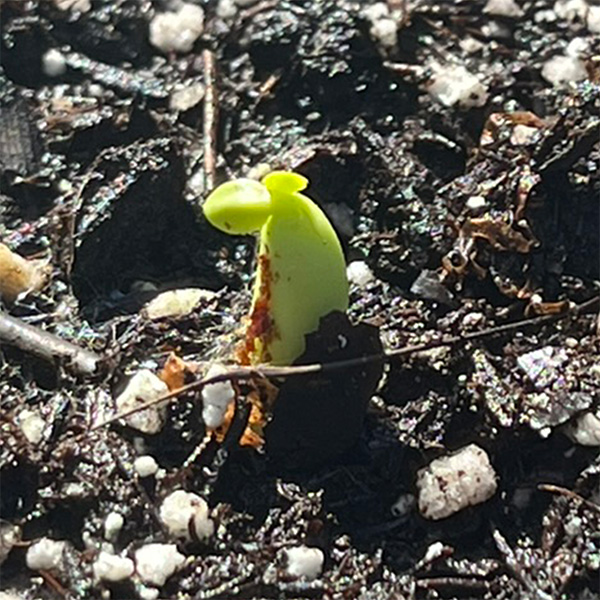 Close-up of Desert Rose seedling showing cotyledon leaves fully emerged after germination in a backyard humidity dome setup.