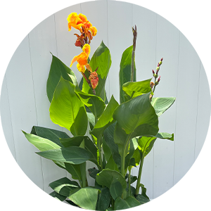 Tall Canna Lily ‘Cleopatra’ plant in backyard garden, approximately 4.5 feet tall with two open blooms, additional flower buds, and large tropical green leaves