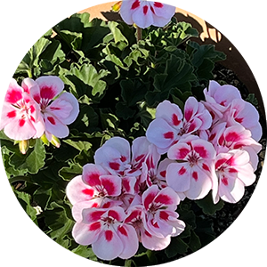 Geranium plant with bi-color white and pink flowers, white outer petals fading into pink centers, grown in backyard nursery container in North Port Florida