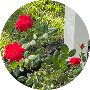 Red Double Knock Out rose bloom with layered petals growing on healthy green foliage in a backyard garden in North Port Florida