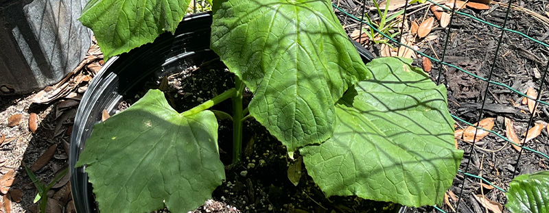 Bush Champion cucumber plant with large green leaves growing in a garden cage