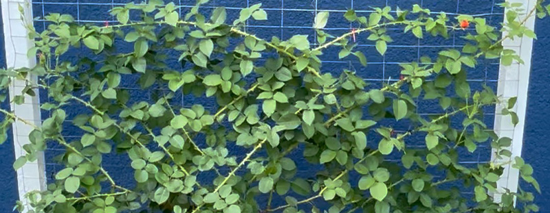 Climbing rose bush trained horizontally along a trellis to increase bloom production