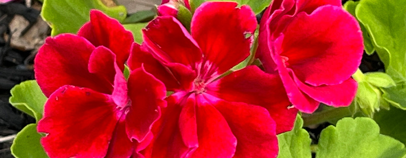 Deep pink geranium flower grown from seed using a peat moss and perlite mix at North Port Blooms