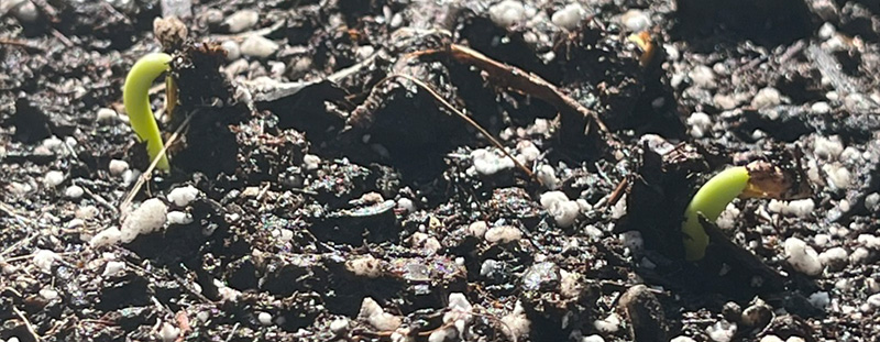 Close-up of Desert Rose (Adenium obesum) seedlings emerging from soil inside a humidity dome during early germination at North Port Blooms.