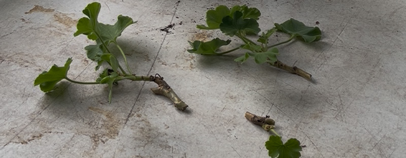 Freshly cut geranium stem cuttings laid on a table ready for propagation at North Port Blooms.