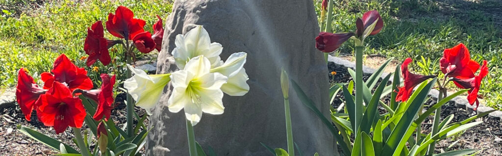 North Port Blooms backyard garden with blooming red, white, and pink amaryllis