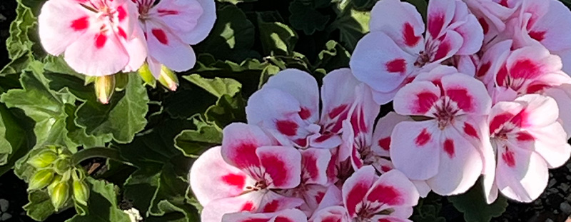 Zonal geranium with white and pink flowers growing in North Port Florida backyard nursery