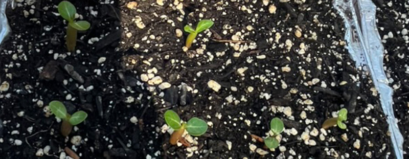 Desert rose seedlings growing in trays before transplant into 4 inch pots